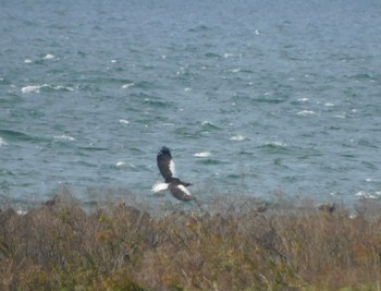 オオワシ 湖北野鳥センター 2023年11月20日(月)