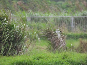 White-winged Tern Ishigaki Island Tue, 10/18/2022