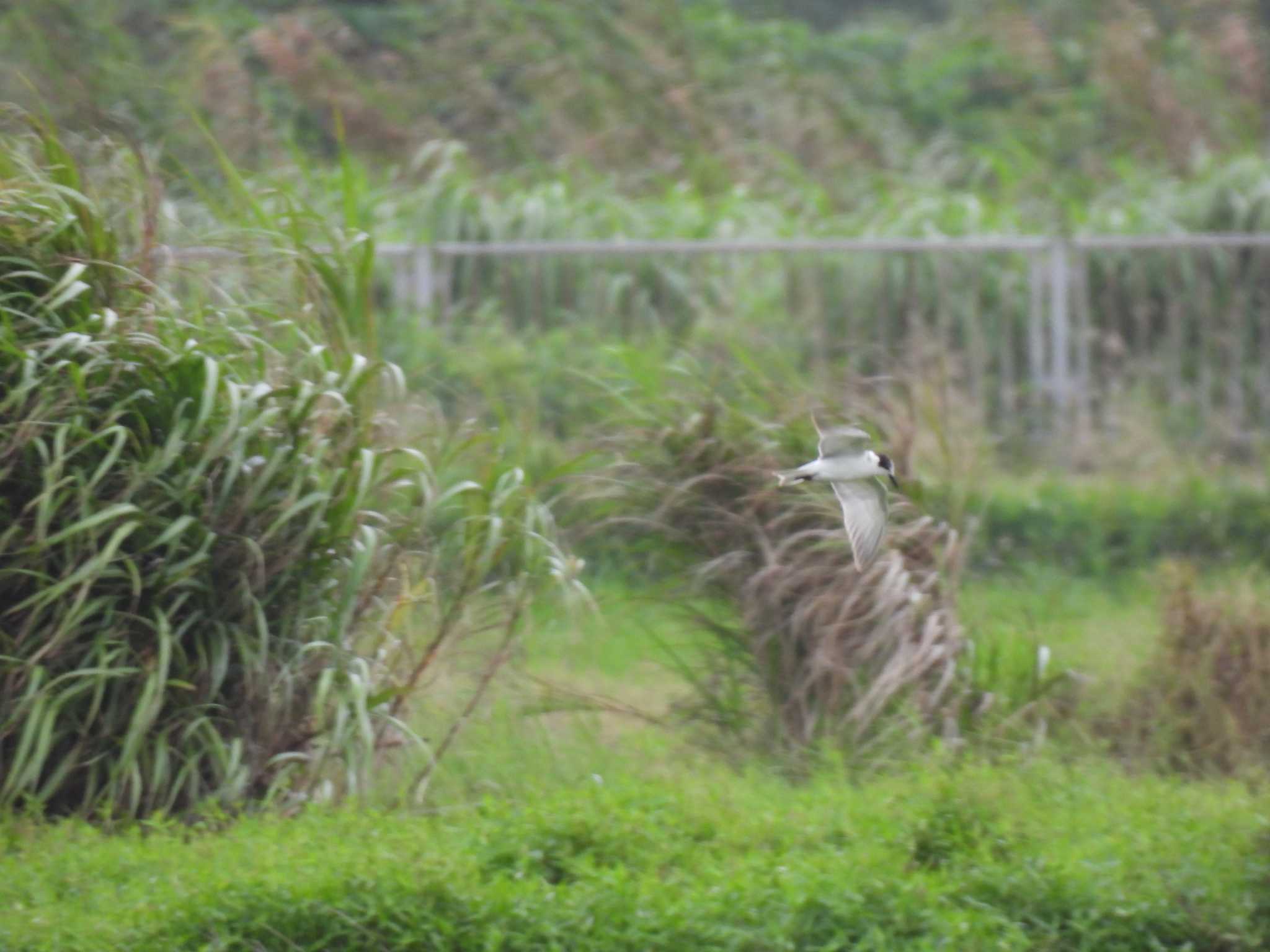 Photo of White-winged Tern at Ishigaki Island by mkmole