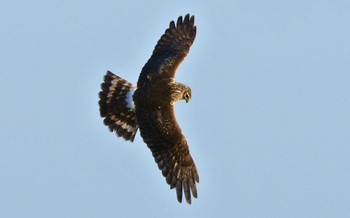 Hen Harrier Unknown Spots Fri, 11/24/2023