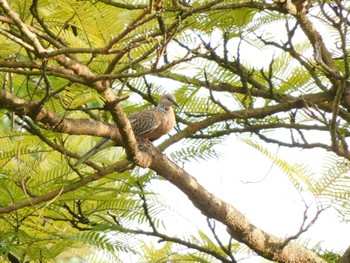 カノコバト シンガポール植物園 2023年2月22日(水)