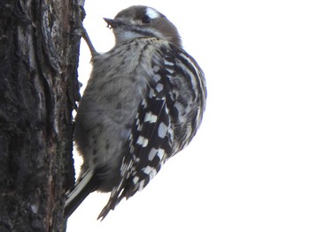 Japanese Pygmy Woodpecker Lake Toya (Toyako) Fri, 11/24/2023