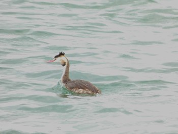 2023年11月11日(土) 富士川河口の野鳥観察記録