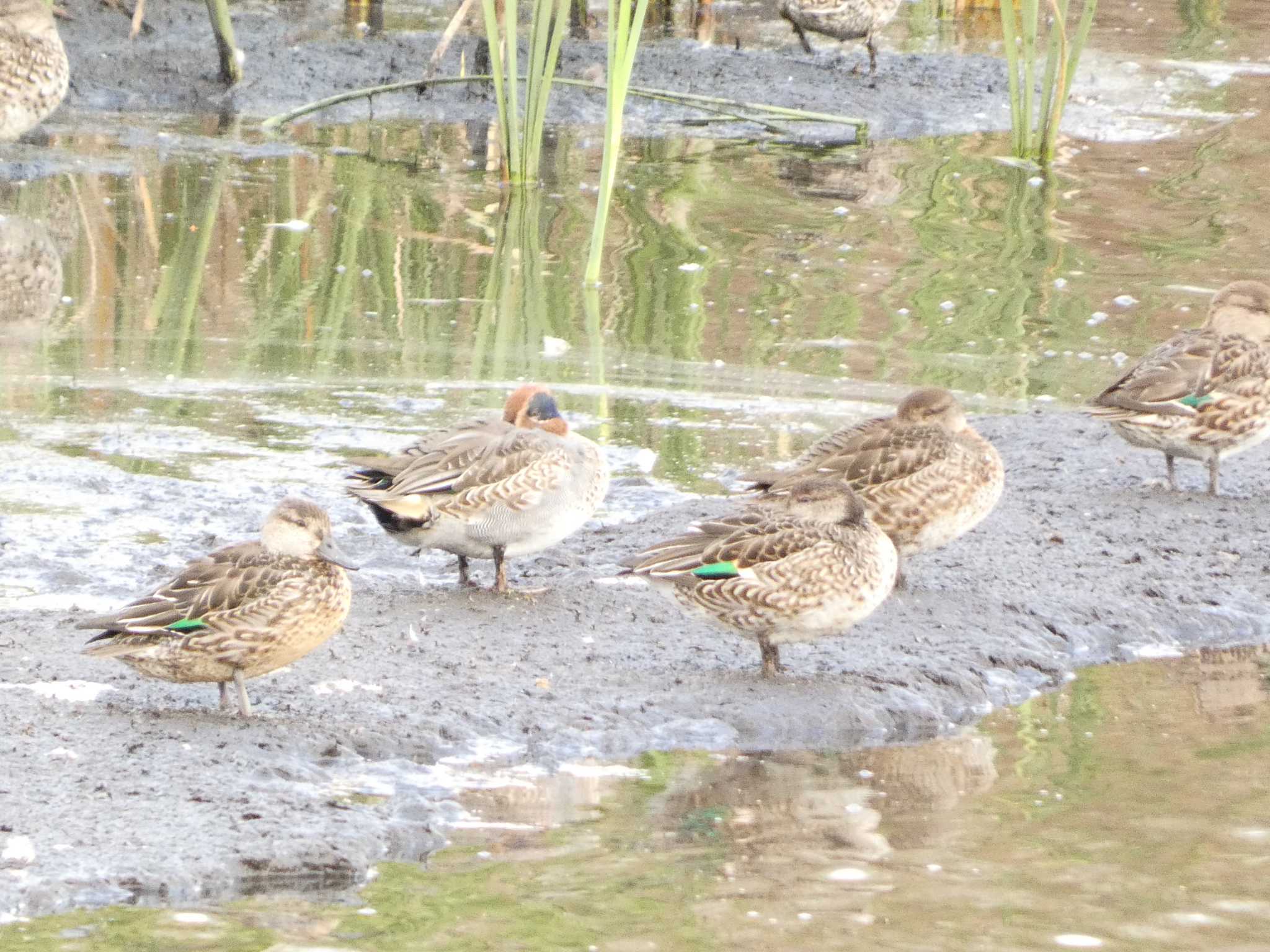 Photo of Eurasian Teal at 浮島ヶ原自然公園 by koshi