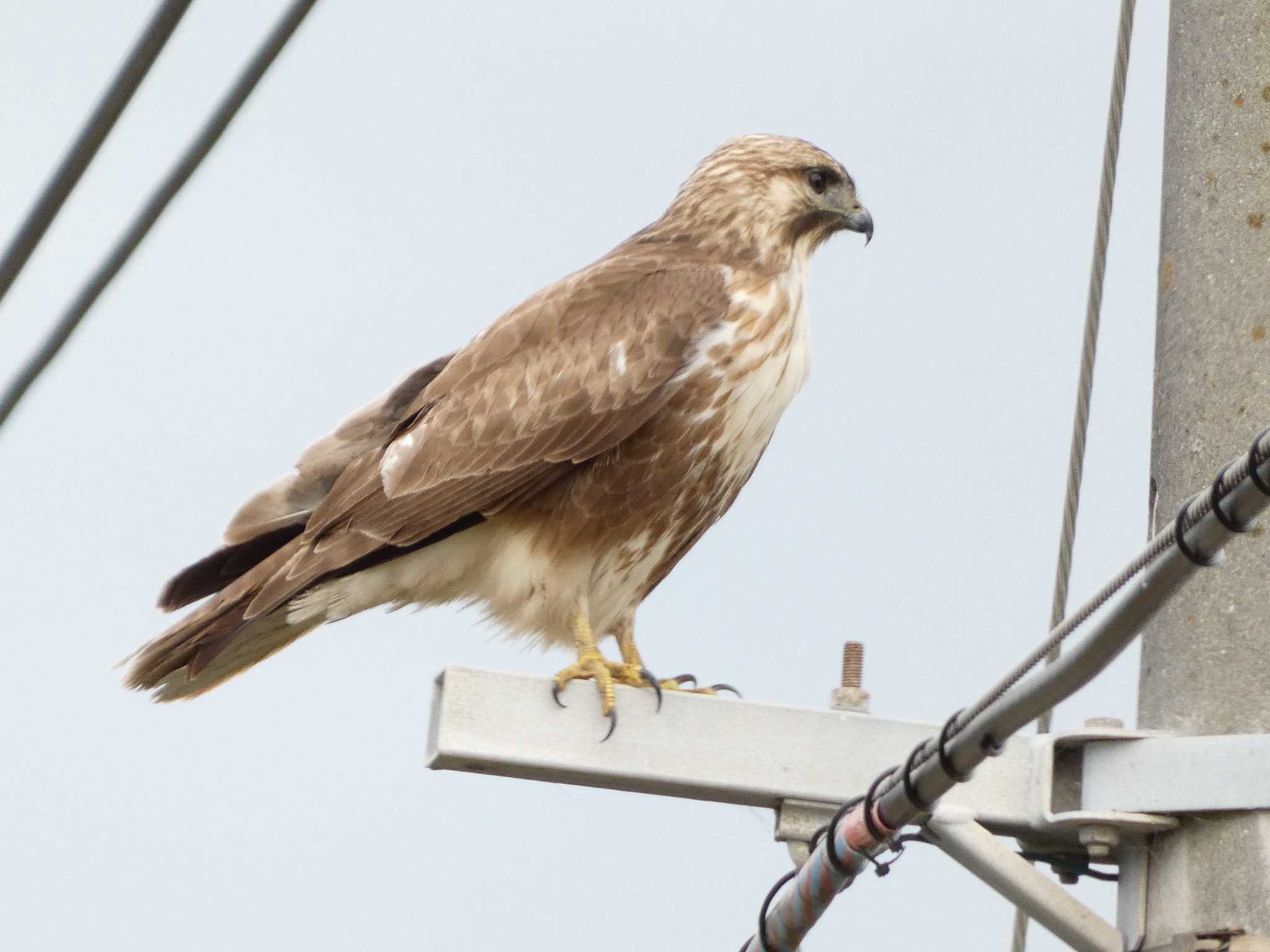 Eastern Buzzard