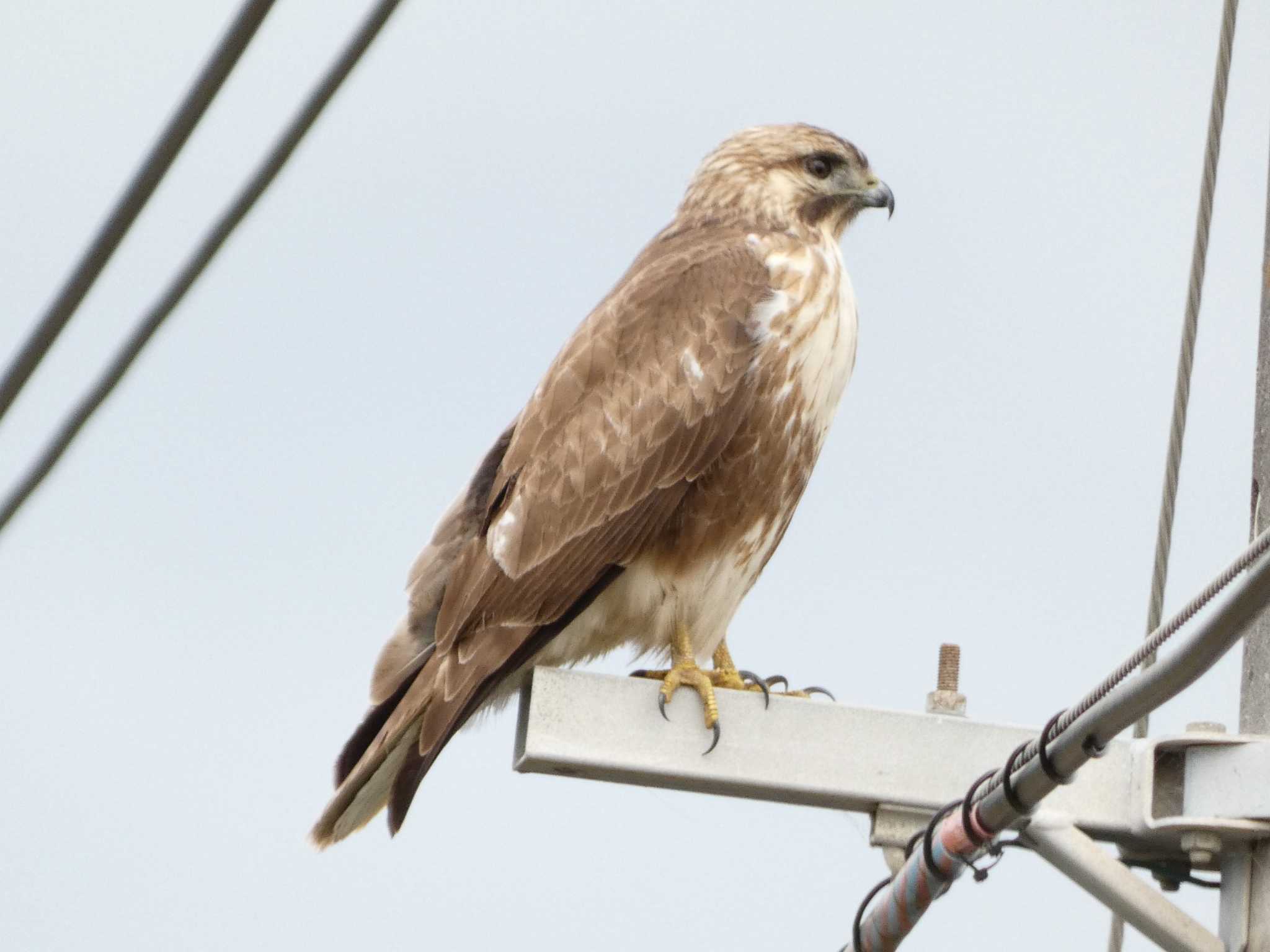 Eastern Buzzard