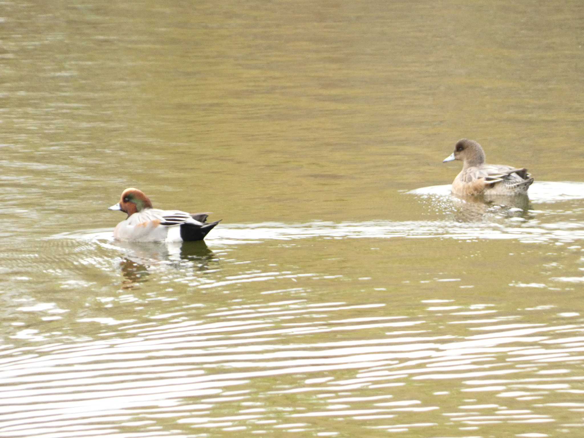 Eurasian Wigeon