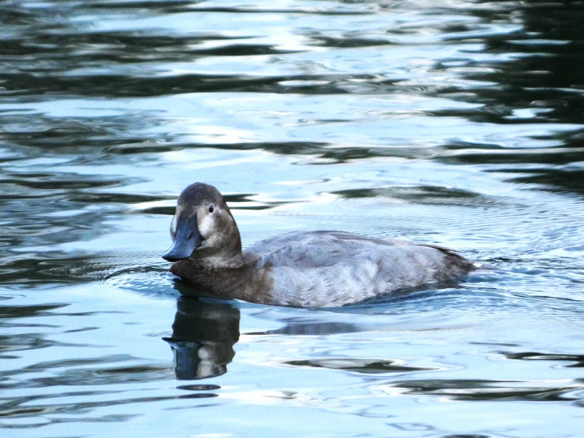 Common Pochard