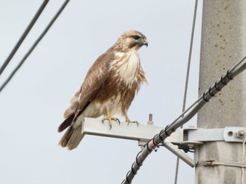 2023年11月11日(土) 浮島ヶ原自然公園の野鳥観察記録