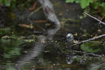 Long-tailed tit(japonicus) 北海道千歳市 Thu, 6/7/2018