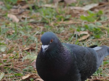 カワラバト 葛西臨海公園 2023年11月23日(木)