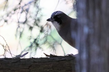 2023年11月21日(火) 埼玉県民の森の野鳥観察記録