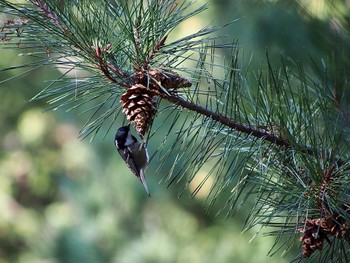 Japanese Tit Mt. Takao Fri, 11/24/2023