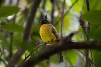 Black-crested Bulbul 雲南省 Tue, 11/21/2023