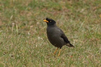 Javan Myna 大安森林公園 Sun, 11/12/2023