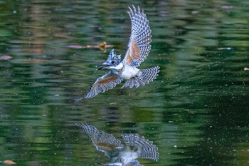 Crested Kingfisher Unknown Spots Unknown Date