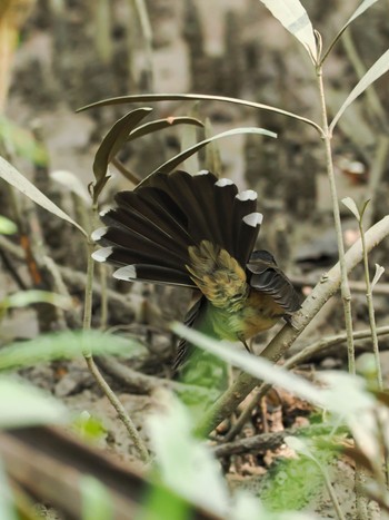 Malaysian Pied Fantail カンザー国立公園 Tue, 11/21/2023