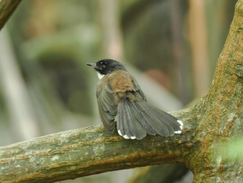 Malaysian Pied Fantail カンザー国立公園 Tue, 11/21/2023