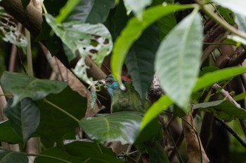 Blue-throated Barbet 雲南省 Tue, 11/21/2023