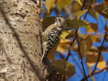 Japanese Pygmy Woodpecker 平筒沼(宮城県登米市) Wed, 11/22/2023