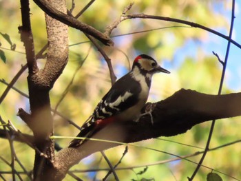 Great Spotted Woodpecker 平筒沼(宮城県登米市) Wed, 11/22/2023