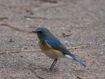 Red-flanked Bluetail 稲佐山公園 Fri, 11/24/2023