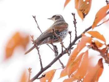 2023年11月25日(土) 白幡沼(さいたま市)の野鳥観察記録