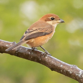 Bull-headed Shrike 国営木曽三川公園  Fri, 11/24/2023