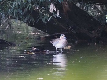 2023年11月23日(木) 智光山公園の野鳥観察記録