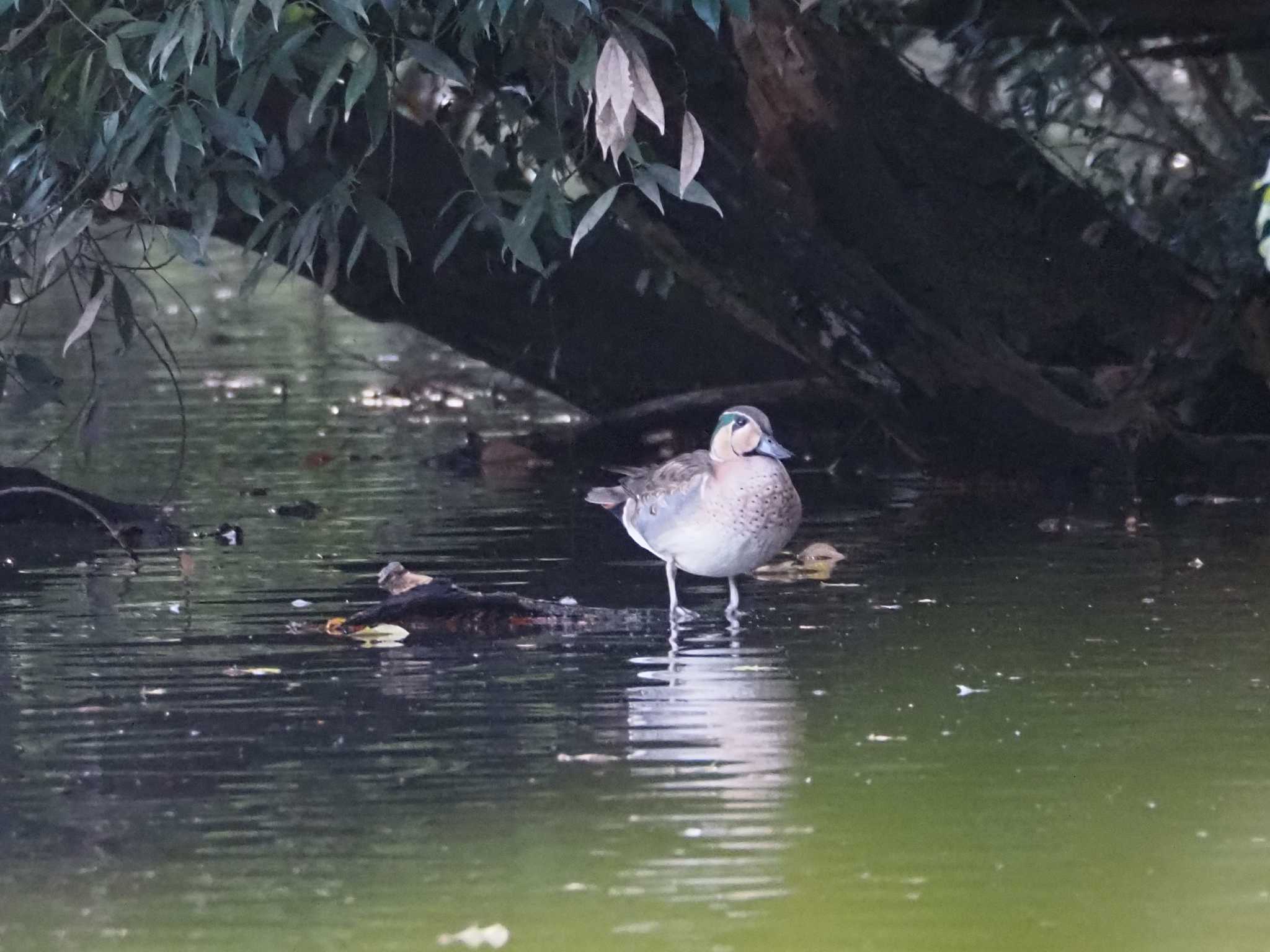 Baikal Teal