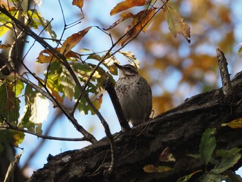 Dusky Thrush Chikozan Park Sat, 11/25/2023