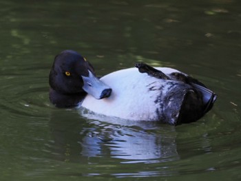 2023年11月25日(土) 別所沼公園(埼玉県)の野鳥観察記録