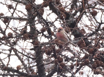 Common Redpoll 奥日光 Fri, 11/24/2023