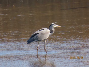 アオサギ 葛西臨海公園 2023年11月24日(金)