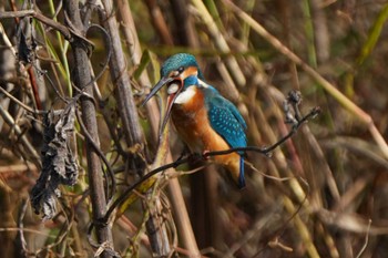 Common Kingfisher Unknown Spots Thu, 11/23/2023