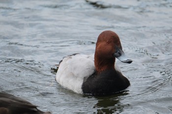 Common Pochard 門池公園(沼津市) Sat, 11/25/2023