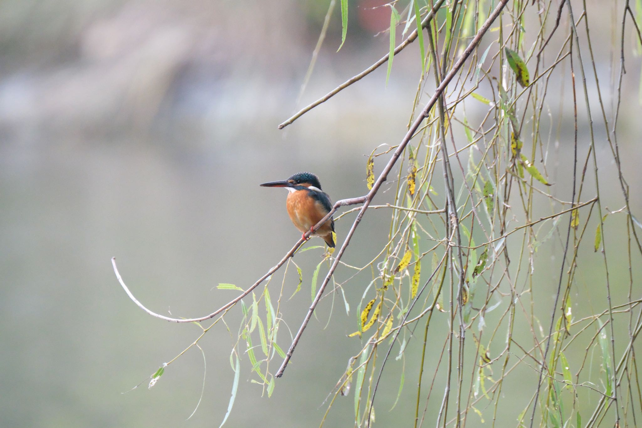 Common Kingfisher