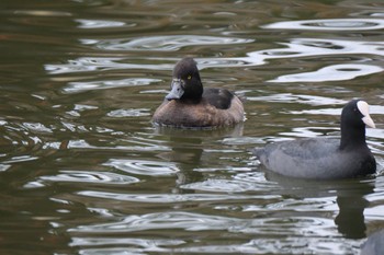 Tufted Duck 門池公園(沼津市) Sat, 11/25/2023