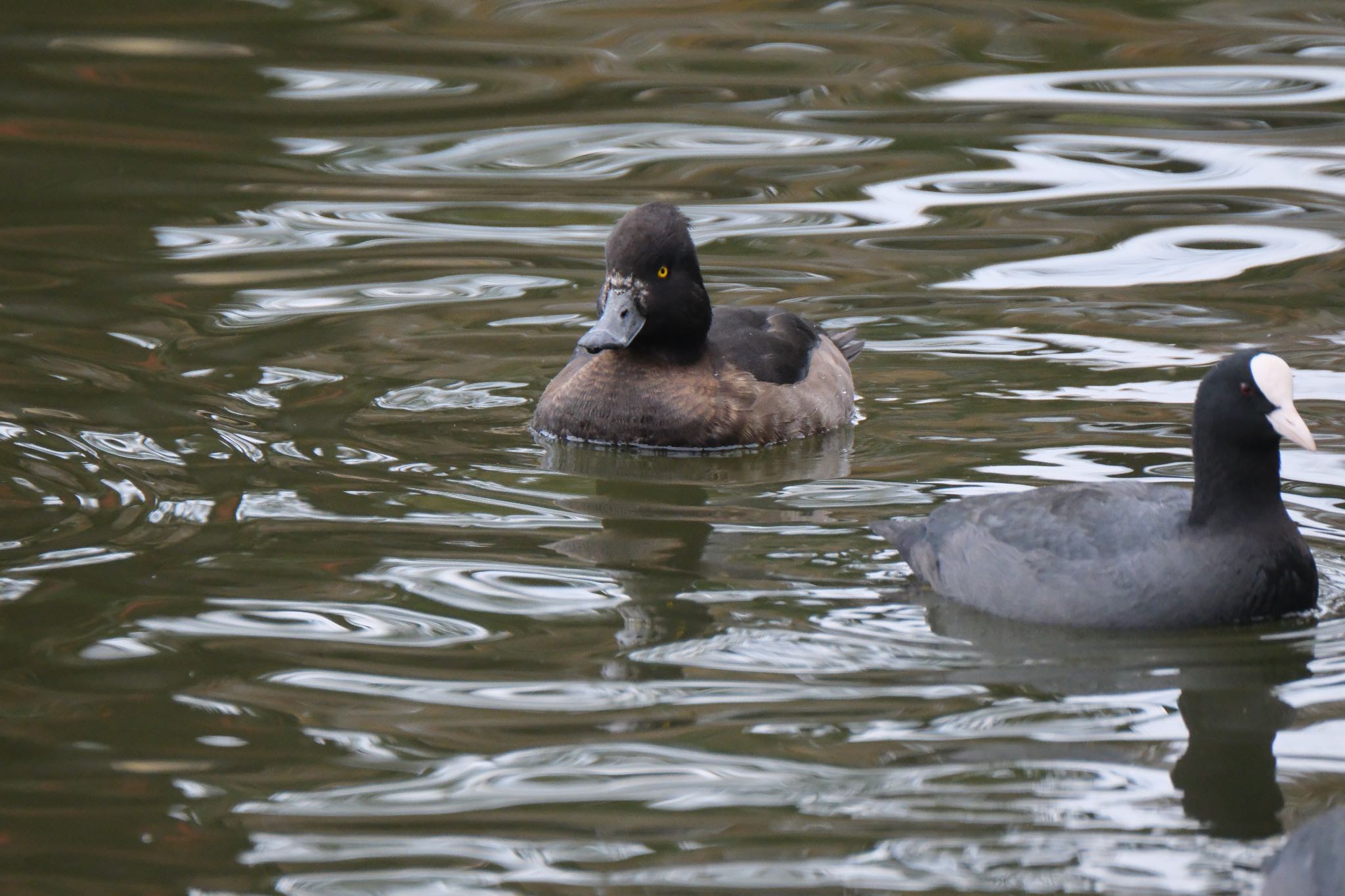 Tufted Duck