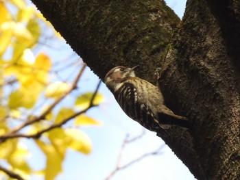 コゲラ 桜草公園 2023年11月25日(土)