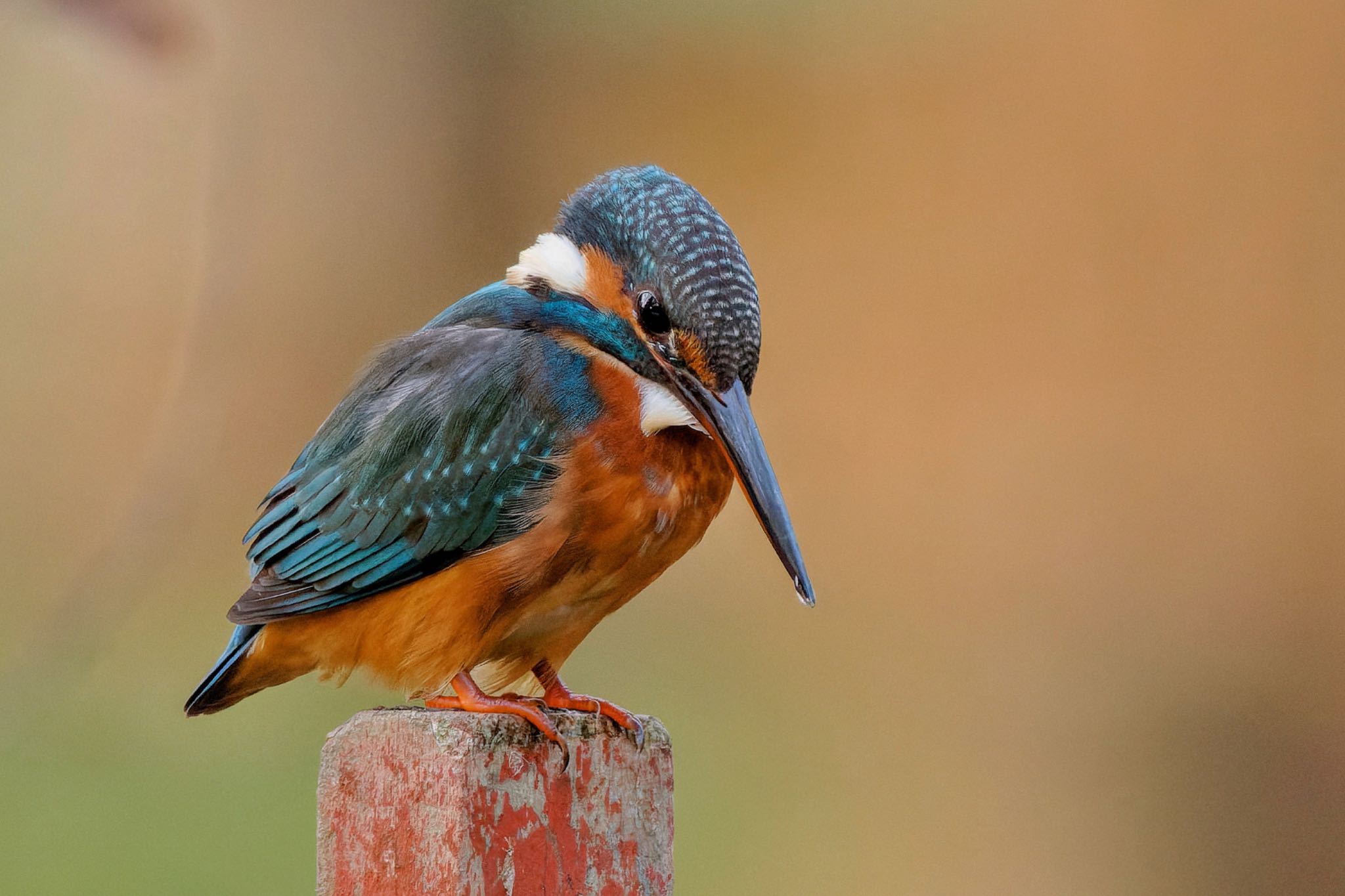 Common Kingfisher