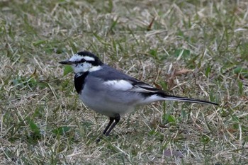 White Wagtail 大阪府岸和田市 蜻蛉池公園 Sat, 11/25/2023