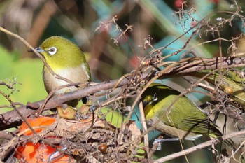 Warbling White-eye 大阪府岸和田市 蜻蛉池公園 Sat, 11/25/2023