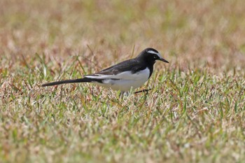 Japanese Wagtail 大阪府岸和田市 蜻蛉池公園 Sat, 11/25/2023