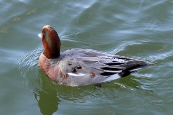 Eurasian Wigeon 大阪府岸和田市 蜻蛉池公園 Sat, 11/25/2023