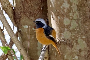 Daurian Redstart 大阪府岸和田市 蜻蛉池公園 Sat, 11/25/2023