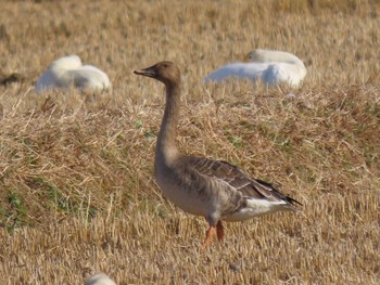 2023年11月24日(金) 伊豆沼の野鳥観察記録