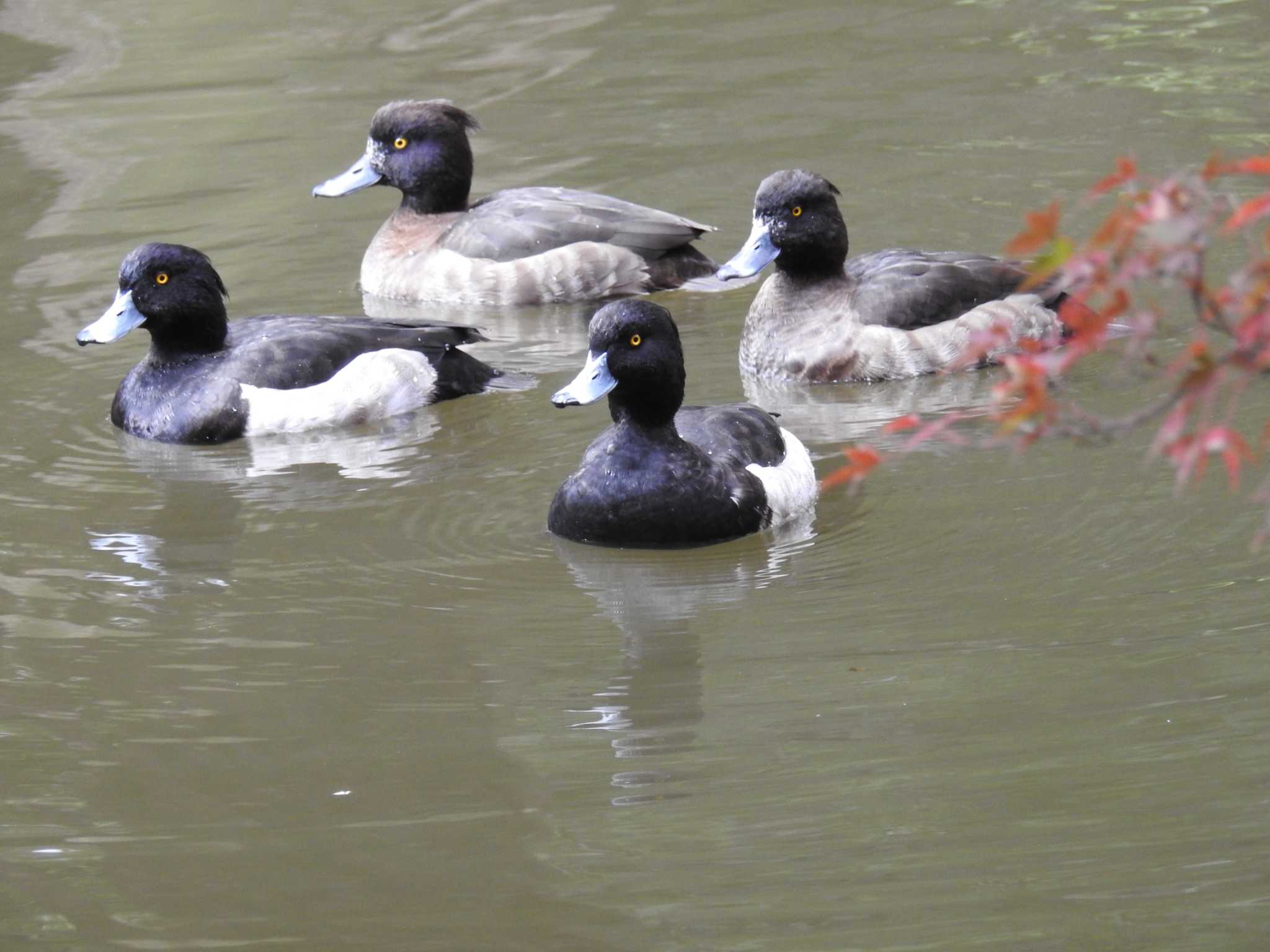 Tufted Duck