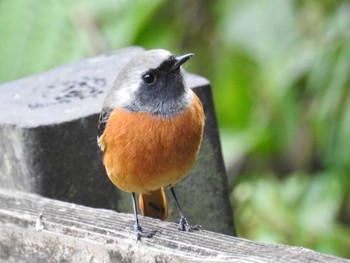 2023年11月25日(土) 薬師池公園の野鳥観察記録