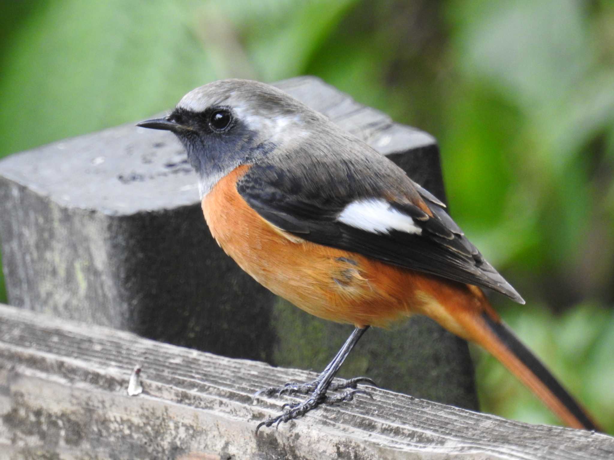 Daurian Redstart